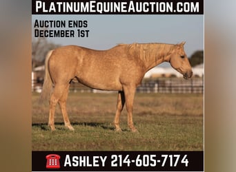 American Quarter Horse, Ruin, 11 Jaar, 157 cm, Palomino