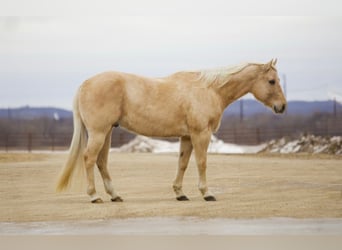 American Quarter Horse, Ruin, 11 Jaar, 157 cm, Palomino
