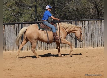 American Quarter Horse, Ruin, 11 Jaar, 157 cm, Palomino