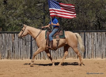 American Quarter Horse, Ruin, 11 Jaar, 157 cm, Palomino