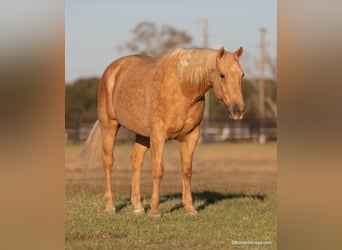 American Quarter Horse, Ruin, 11 Jaar, 157 cm, Palomino