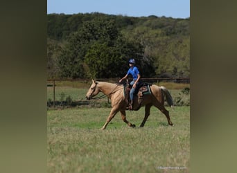 American Quarter Horse, Ruin, 11 Jaar, 157 cm, Palomino