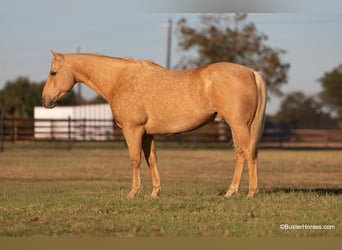 American Quarter Horse, Ruin, 11 Jaar, 157 cm, Palomino