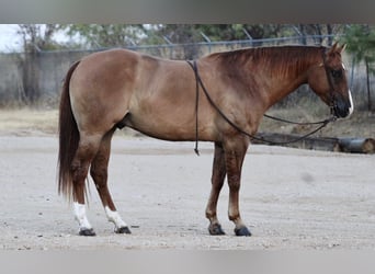 American Quarter Horse, Ruin, 11 Jaar, 157 cm, Red Dun