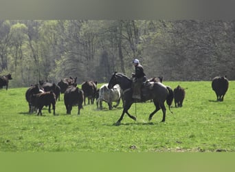 American Quarter Horse, Ruin, 11 Jaar, 157 cm, Roan-Bay