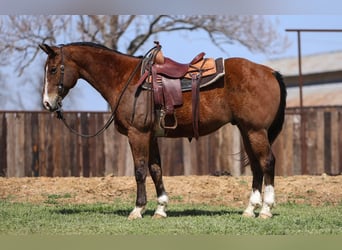American Quarter Horse, Ruin, 11 Jaar, 157 cm, Roodbruin