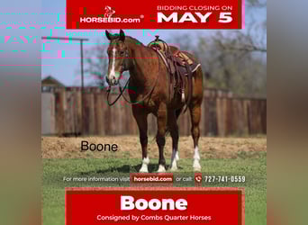 American Quarter Horse, Ruin, 11 Jaar, 157 cm, Roodbruin
