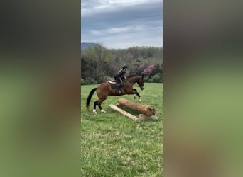 American Quarter Horse, Ruin, 11 Jaar, 157 cm, Roodbruin