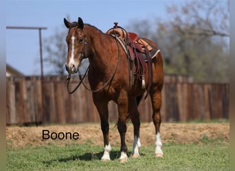 American Quarter Horse, Ruin, 11 Jaar, 157 cm, Roodbruin