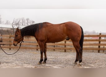 American Quarter Horse, Ruin, 11 Jaar, 157 cm, Roodbruin