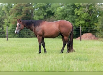 American Quarter Horse, Ruin, 11 Jaar, 157 cm, Roodbruin