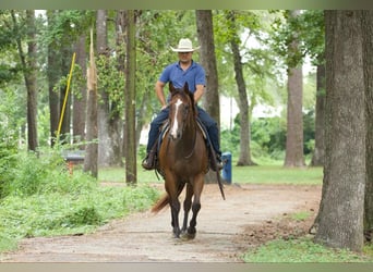 American Quarter Horse, Ruin, 11 Jaar, 157 cm, Roodbruin