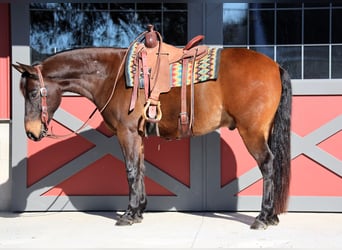 American Quarter Horse, Ruin, 11 Jaar, 157 cm, Roodbruin