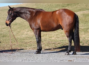 American Quarter Horse, Ruin, 11 Jaar, 157 cm, Roodbruin