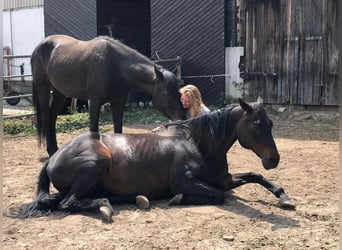 American Quarter Horse, Ruin, 11 Jaar, 160 cm, Bruin