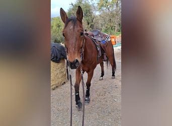 American Quarter Horse, Ruin, 11 Jaar, 160 cm, Bruin