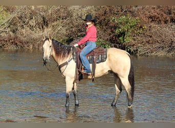 American Quarter Horse, Ruin, 11 Jaar, 160 cm, Buckskin