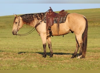 American Quarter Horse, Ruin, 11 Jaar, 160 cm, Buckskin