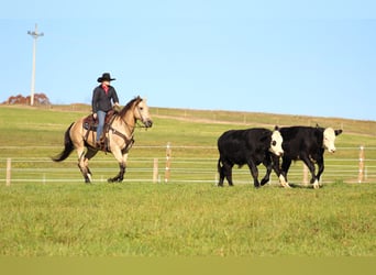 American Quarter Horse, Ruin, 11 Jaar, 160 cm, Buckskin