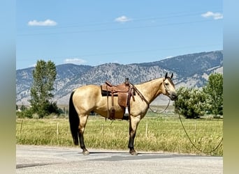 American Quarter Horse, Ruin, 11 Jaar, 160 cm, Buckskin