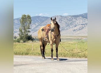 American Quarter Horse, Ruin, 11 Jaar, 160 cm, Buckskin