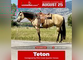 American Quarter Horse, Ruin, 11 Jaar, 160 cm, Buckskin
