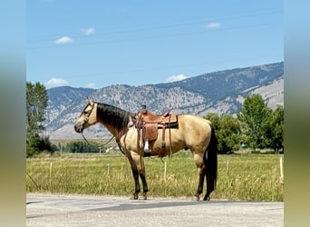 American Quarter Horse, Ruin, 11 Jaar, 160 cm, Buckskin