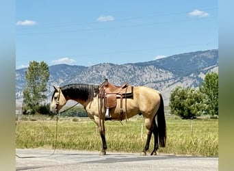 American Quarter Horse, Ruin, 11 Jaar, 160 cm, Buckskin