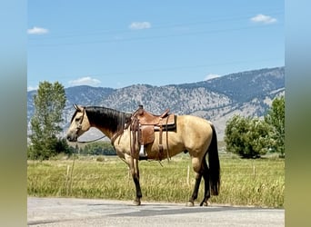 American Quarter Horse, Ruin, 11 Jaar, 160 cm, Buckskin