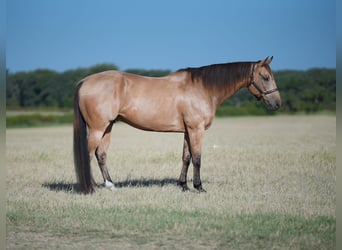 American Quarter Horse, Ruin, 11 Jaar, 160 cm, Buckskin