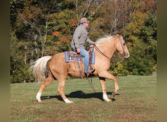 American Quarter Horse, Ruin, 11 Jaar, 160 cm, Palomino