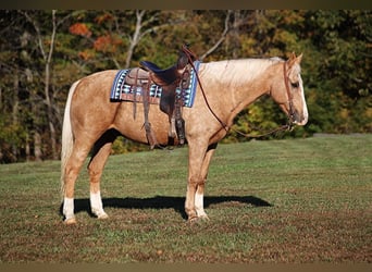 American Quarter Horse, Ruin, 11 Jaar, 160 cm, Palomino