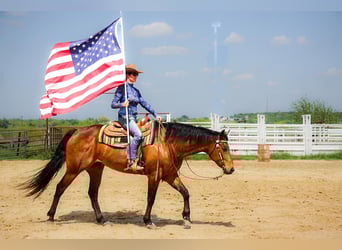 American Quarter Horse, Ruin, 11 Jaar, 160 cm, Roodbruin
