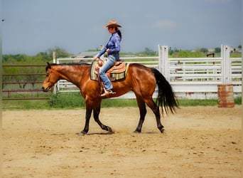 American Quarter Horse, Ruin, 11 Jaar, 160 cm, Roodbruin