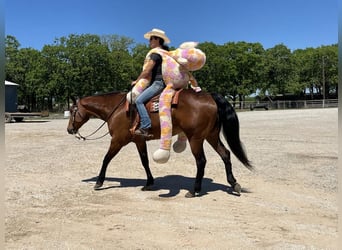 American Quarter Horse, Ruin, 11 Jaar, 160 cm, Roodbruin