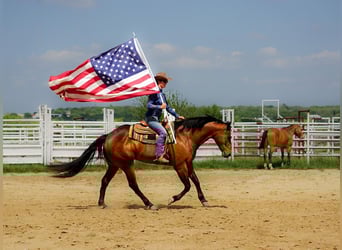 American Quarter Horse, Ruin, 11 Jaar, 160 cm, Roodbruin