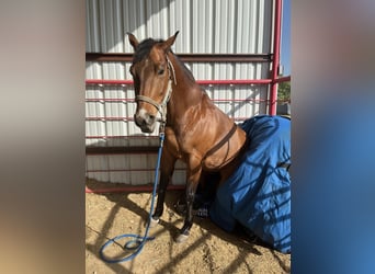 American Quarter Horse, Ruin, 11 Jaar, 160 cm, Roodbruin