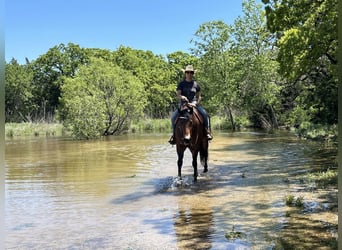 American Quarter Horse, Ruin, 11 Jaar, 160 cm, Roodbruin