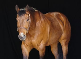 American Quarter Horse, Ruin, 11 Jaar, 160 cm, Roodbruin