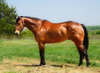 American Quarter Horse, Ruin, 11 Jaar, 160 cm, Roodbruin