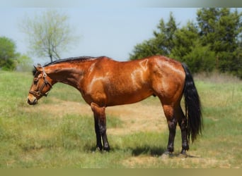 American Quarter Horse, Ruin, 11 Jaar, 160 cm, Roodbruin