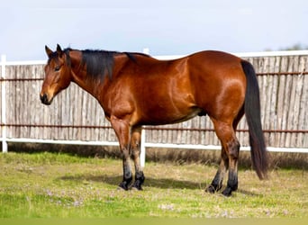 American Quarter Horse, Ruin, 11 Jaar, 160 cm, Roodbruin