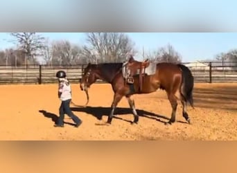 American Quarter Horse, Ruin, 11 Jaar, 160 cm, Roodbruin