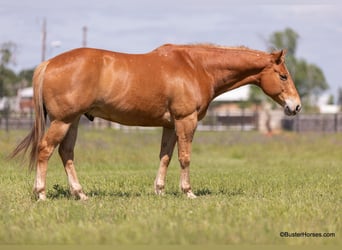 American Quarter Horse, Ruin, 11 Jaar, 160 cm, Roodvos
