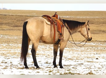 American Quarter Horse, Ruin, 11 Jaar, 163 cm, Buckskin