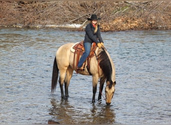 American Quarter Horse, Ruin, 11 Jaar, 163 cm, Buckskin