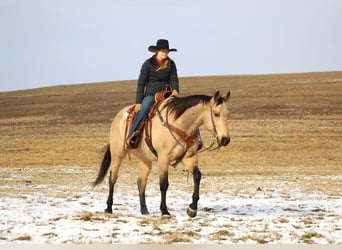 American Quarter Horse, Ruin, 11 Jaar, 163 cm, Buckskin