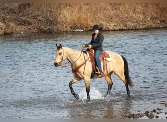 American Quarter Horse, Ruin, 11 Jaar, 163 cm, Buckskin