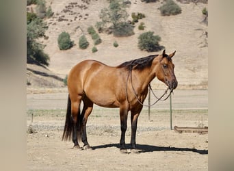 American Quarter Horse, Ruin, 11 Jaar, 163 cm, Falbe