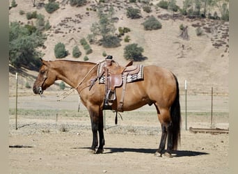 American Quarter Horse, Ruin, 11 Jaar, 163 cm, Falbe